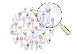 Intestinal Parasites: Causes, Health Impact, and Therapeutic Management